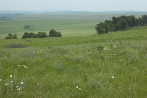 Whitetail on the Prairie