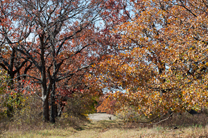 Fall Color at the Tallgrass