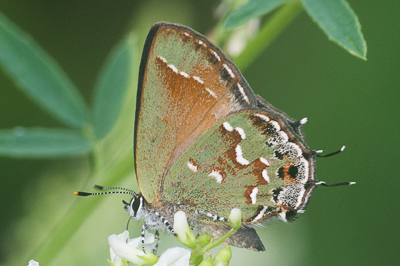 Tallgrass Prairie Butterfly