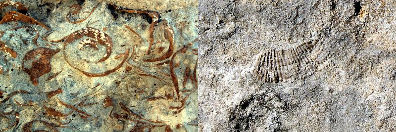 Mollusks at left, Brachiopod Imprint at right by Dwight Thomas